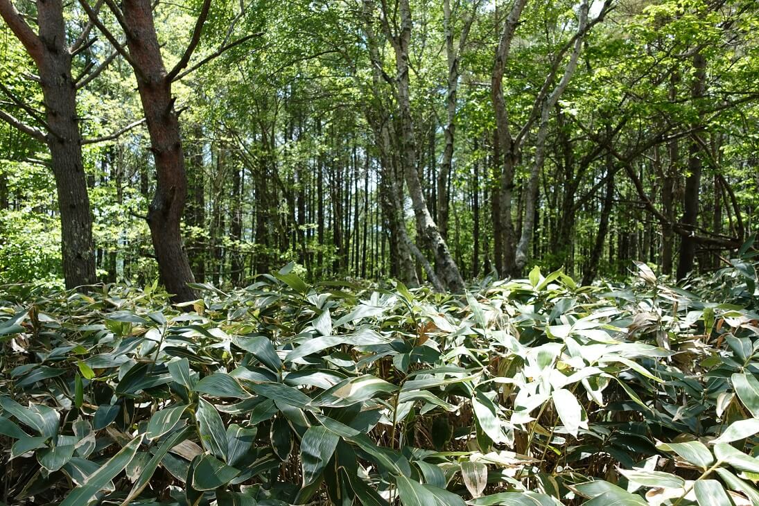 良質なクマザサが採れています! - ㈱サンクロン 本社サイト